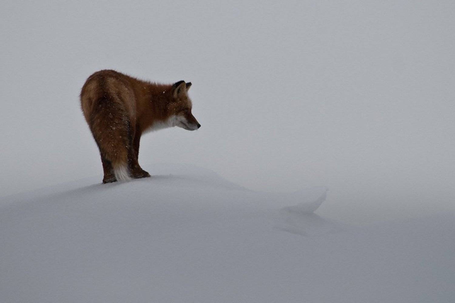 лис, Иван Кислов