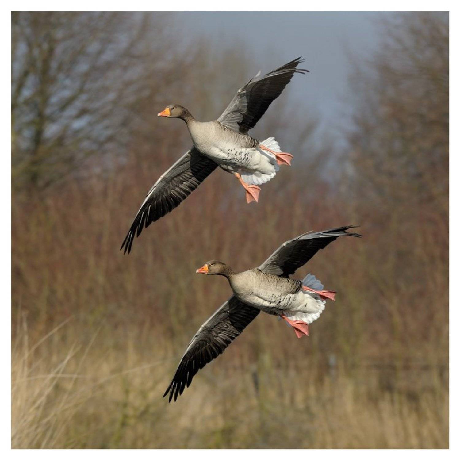 дикие гуси, серые гуси, anser anser, the netherlands, Наталья Паклина
