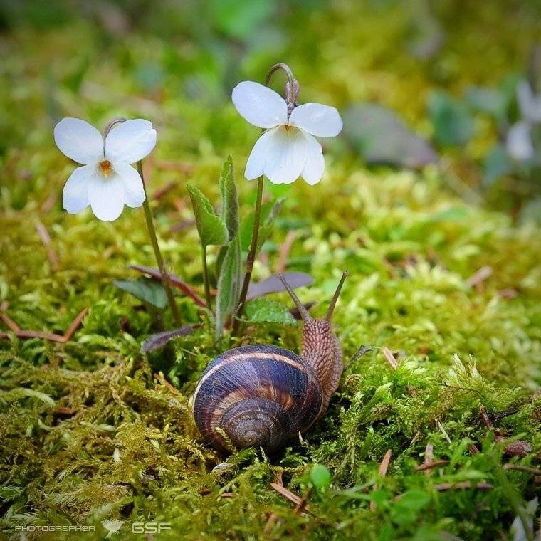 природа, макро, мох, улитка, фиалки, Serj Master