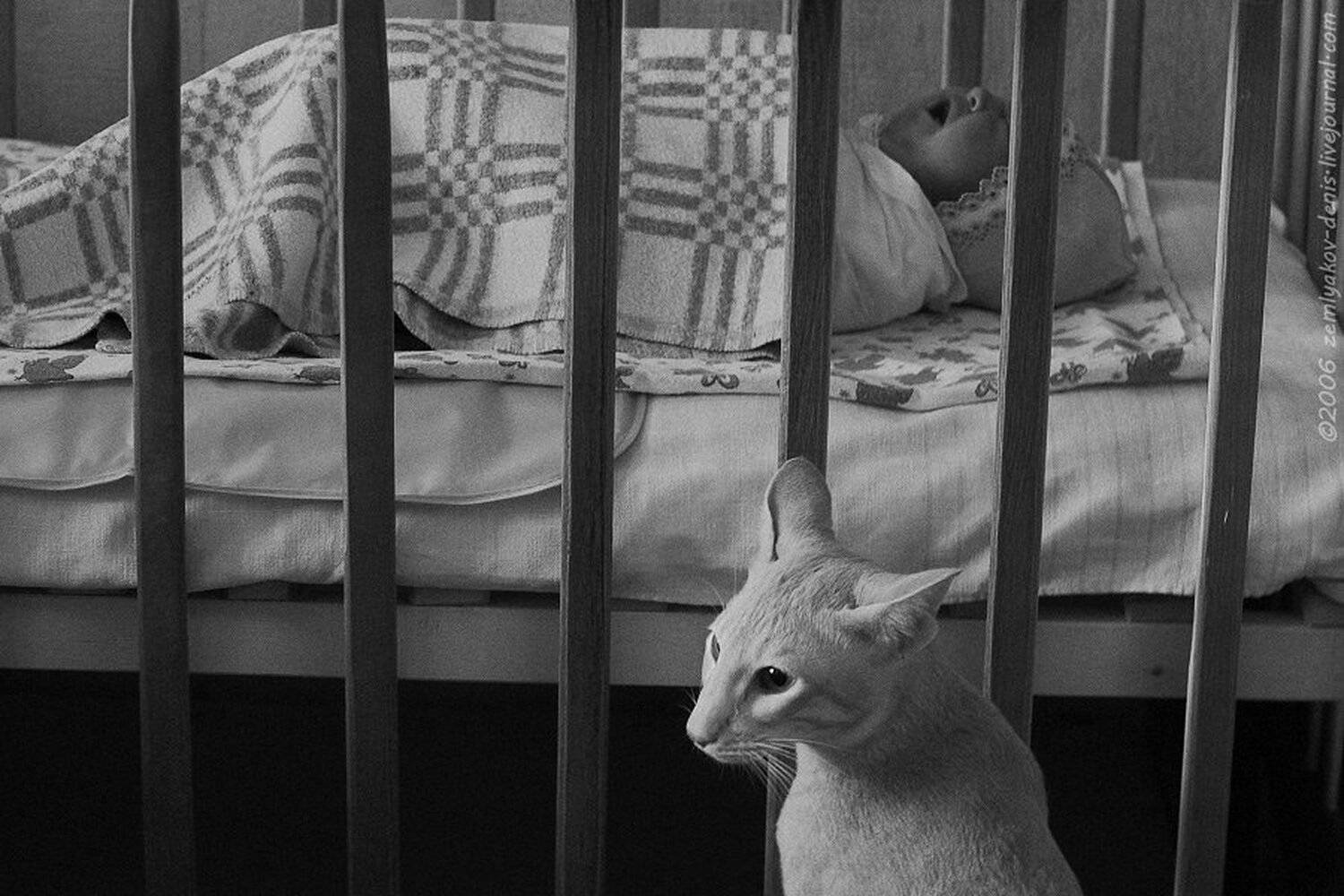 , Земляков Денис