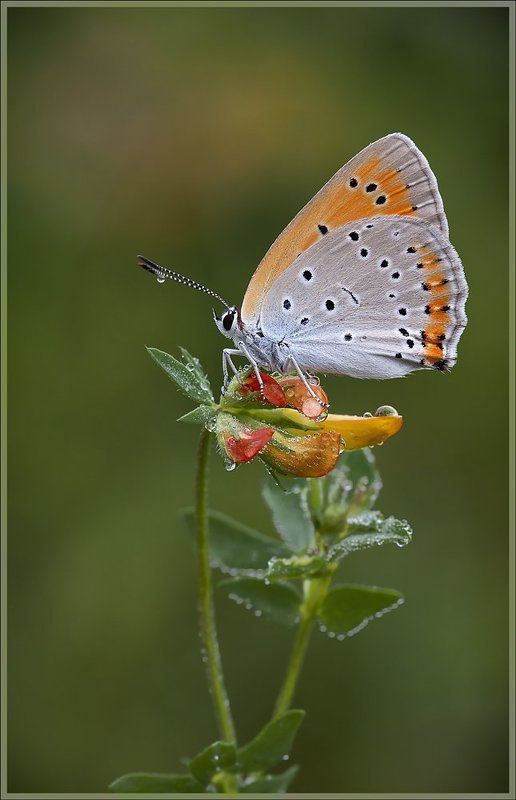 червонец  фото превью