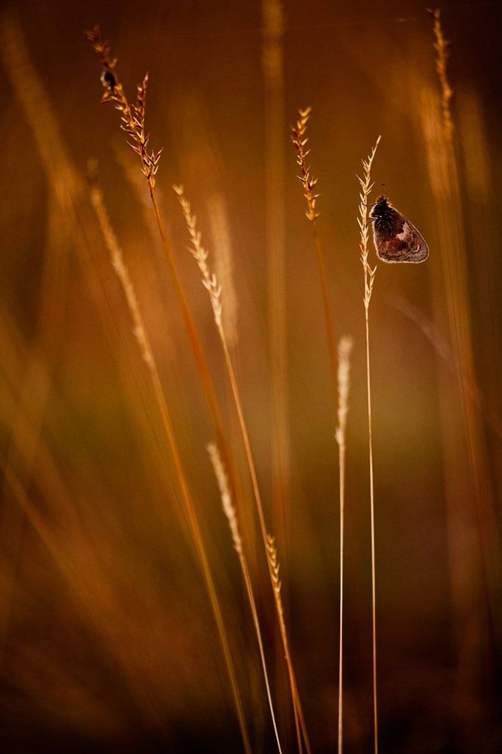 бабочка, вечер, трава, Юлия