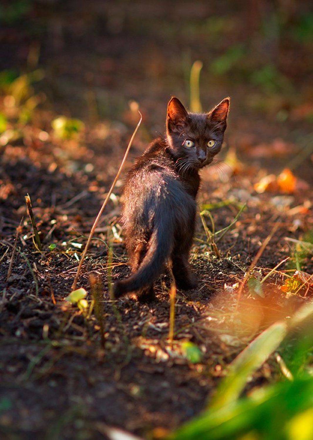 , Сергей Мироненко