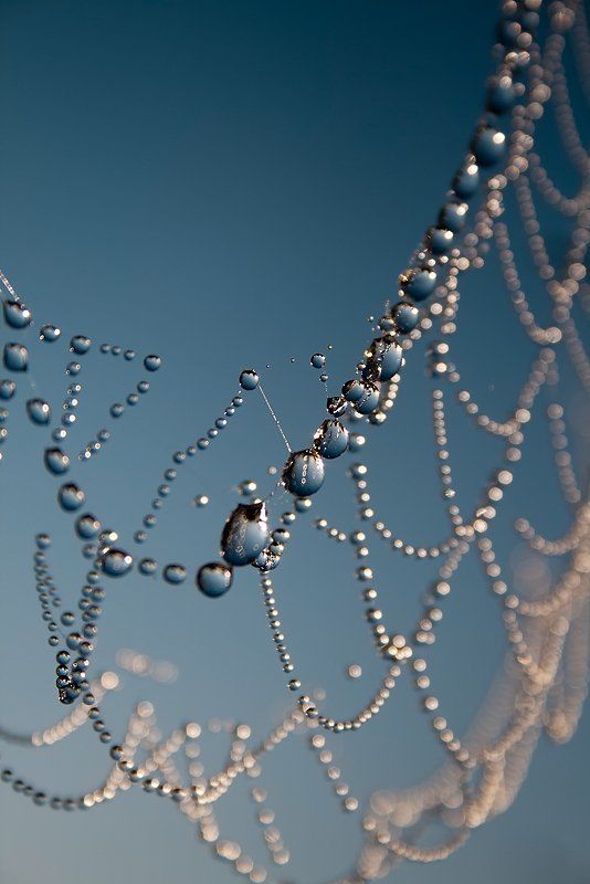 паутина, капли Тонкая работа фото превью