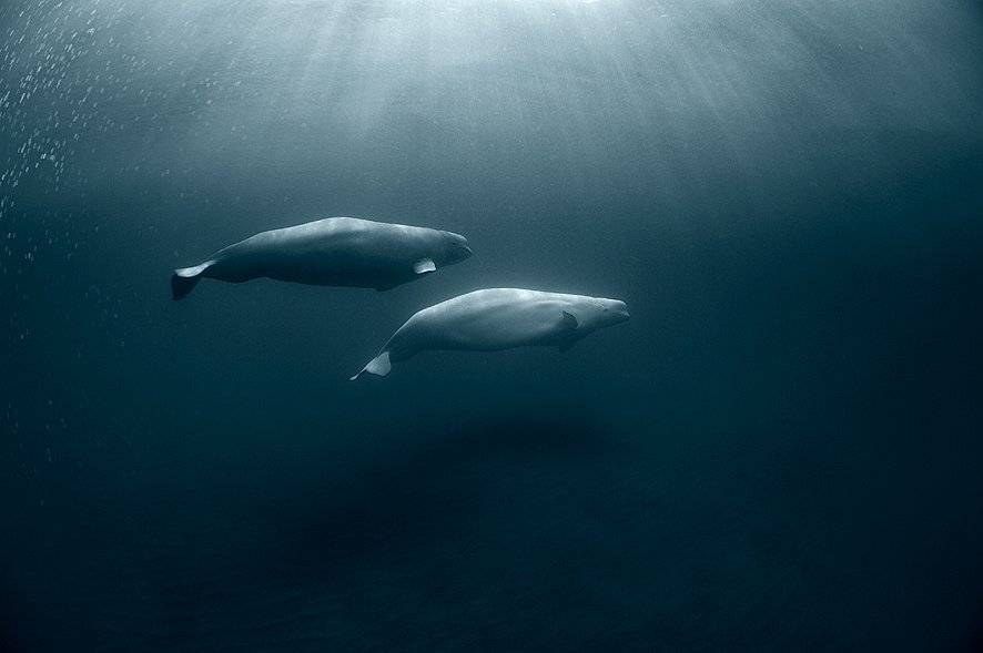 , Андрей Шпатак