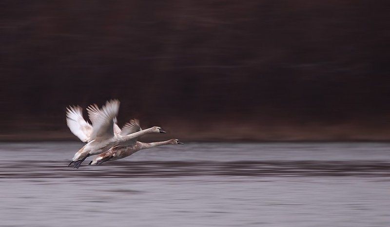 birds, swan  фото превью