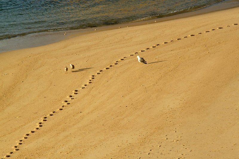 море, берег, португалия, чайки  фото превью