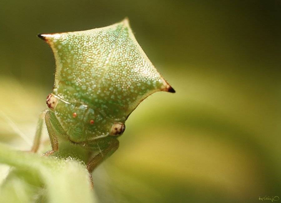 макро, Артём