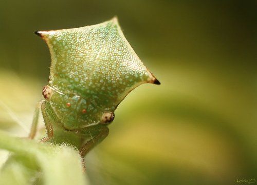 бодушка бизонья