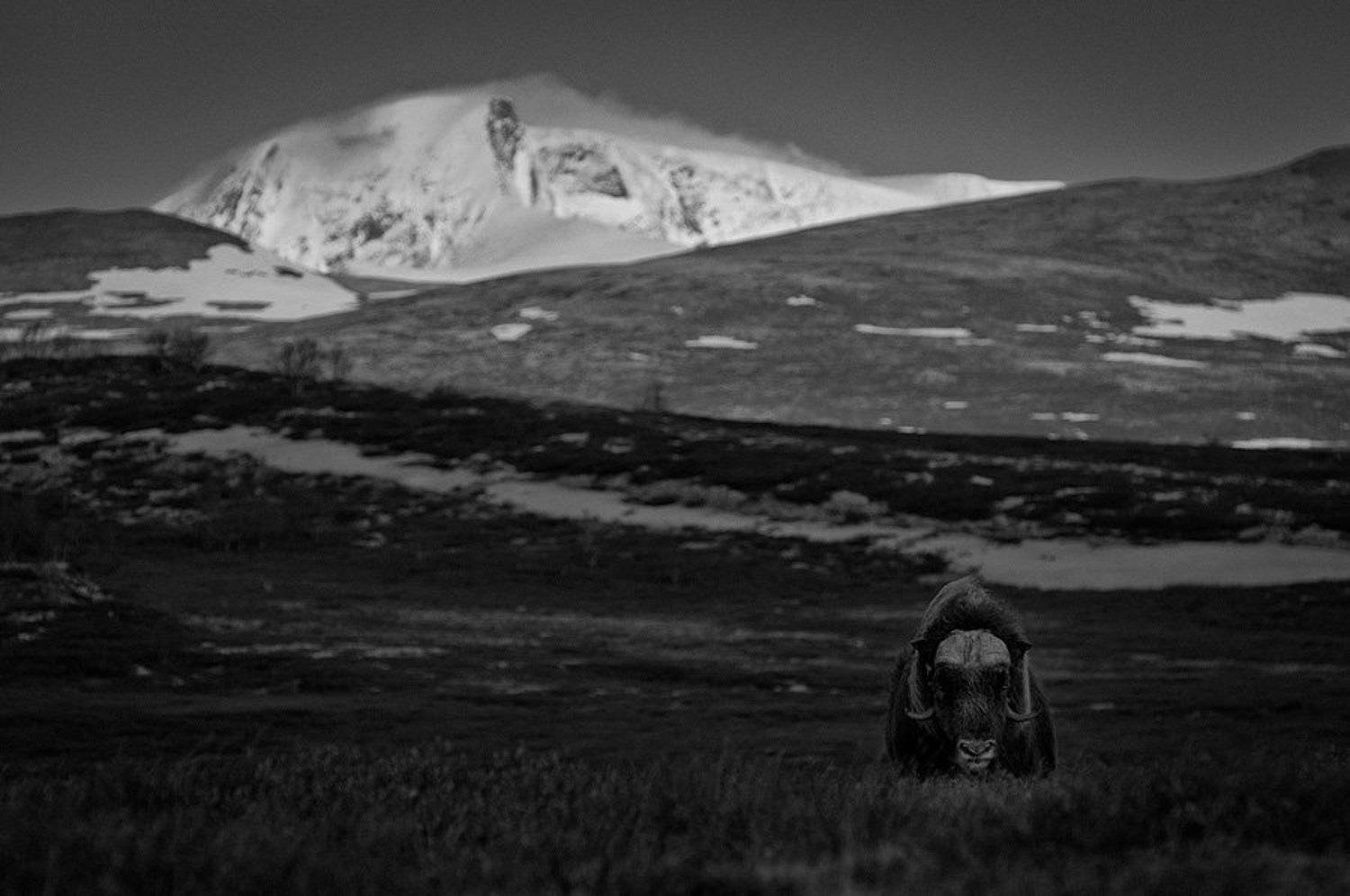 овцебык, Иван Кислов