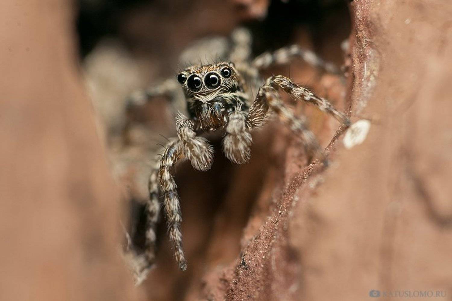 , Анастасия