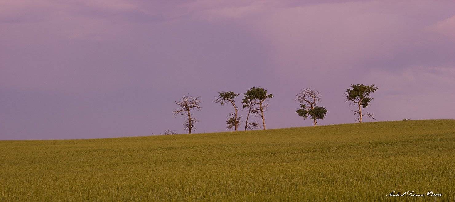 naked, partialy, treas, thundrrstorm, evening, weat, field, Michael Latman