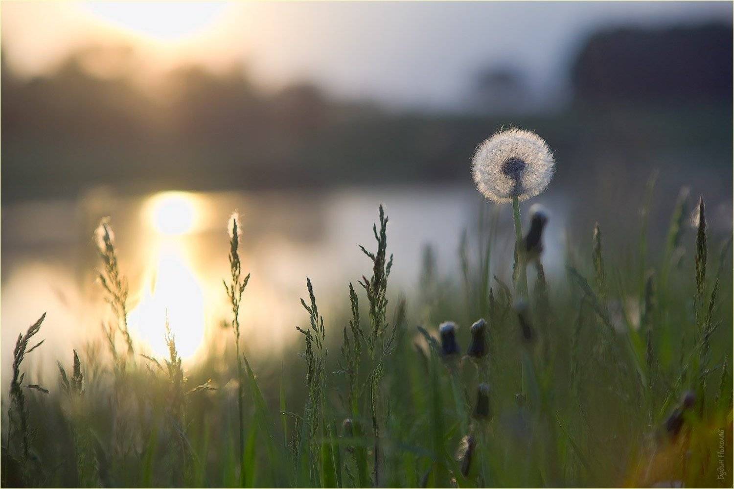 одуванчик, закат, солнце, вечер, Будин Николай