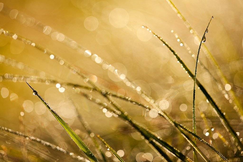 роса, утро, Юлия