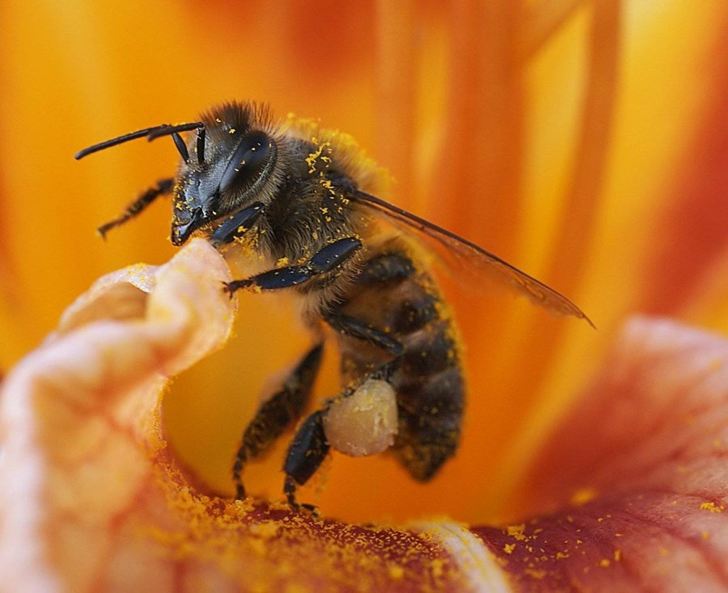 лето, природа, цветок, лилейник, пчела, пыльца, макро, Ирина Фурашова