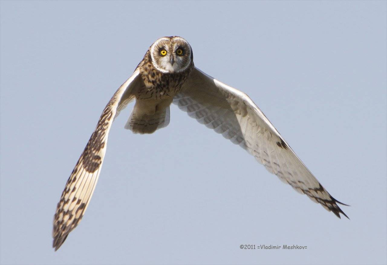 , &copy; =Vladimir Meshkov=