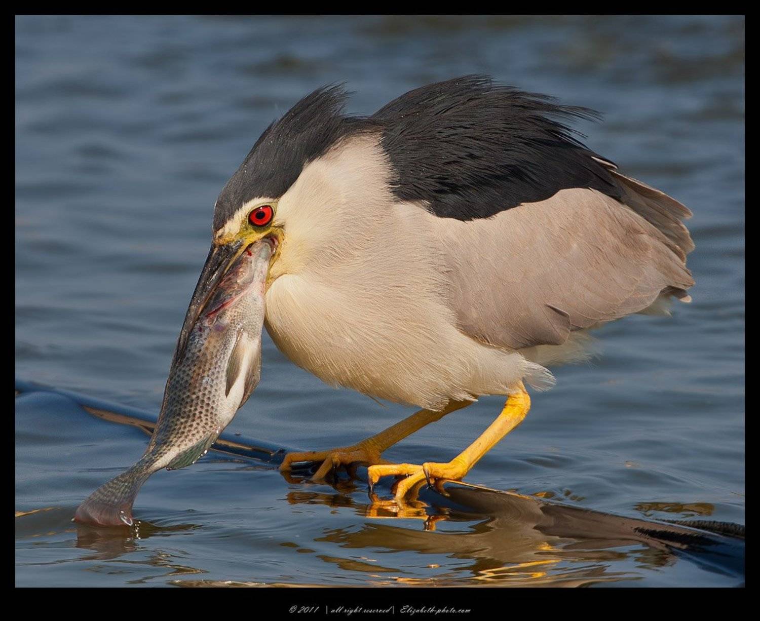 black, crowned, night, кваква, heron, израиль, Elizabeth Etkind