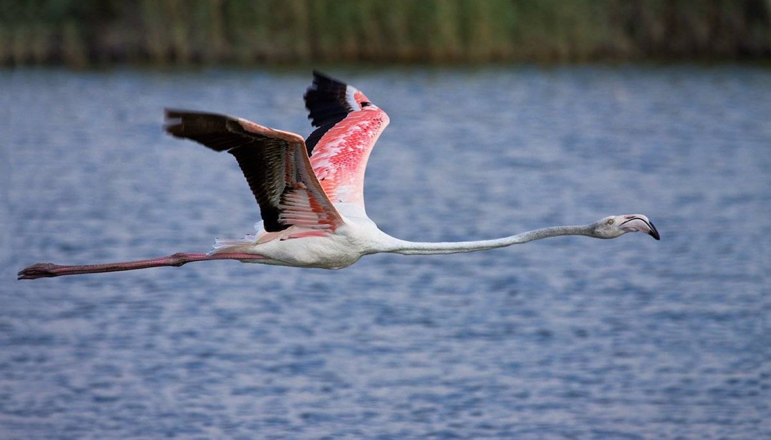 фламинго, Alena