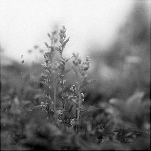 Цветы Иремеля