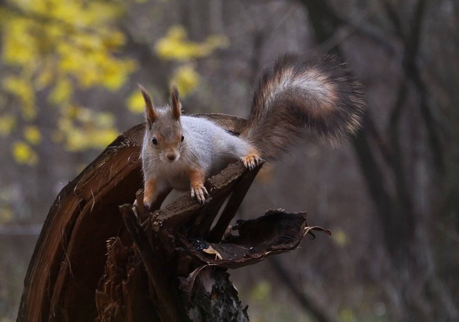 , Зоя Лаптева