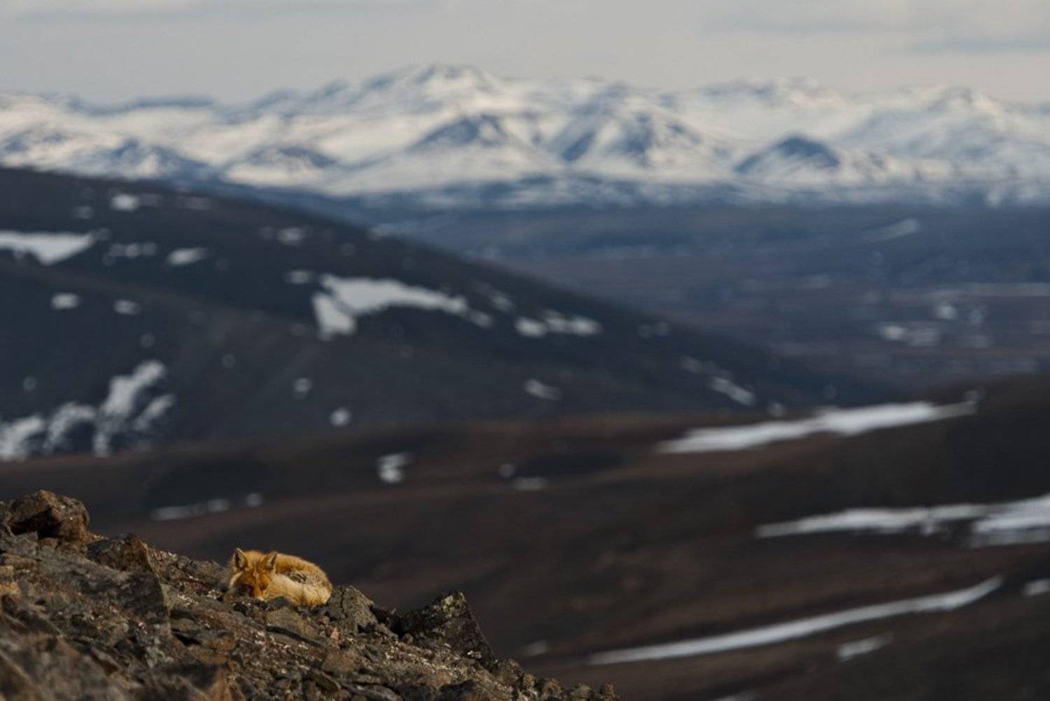 лис, Иван Кислов