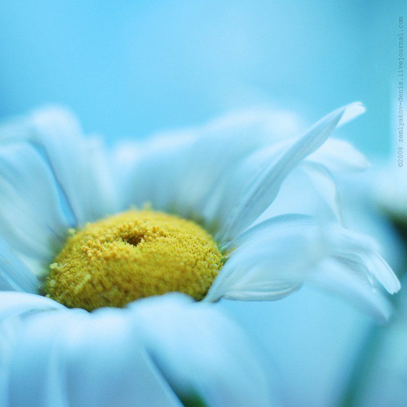 про ромашку фото превью