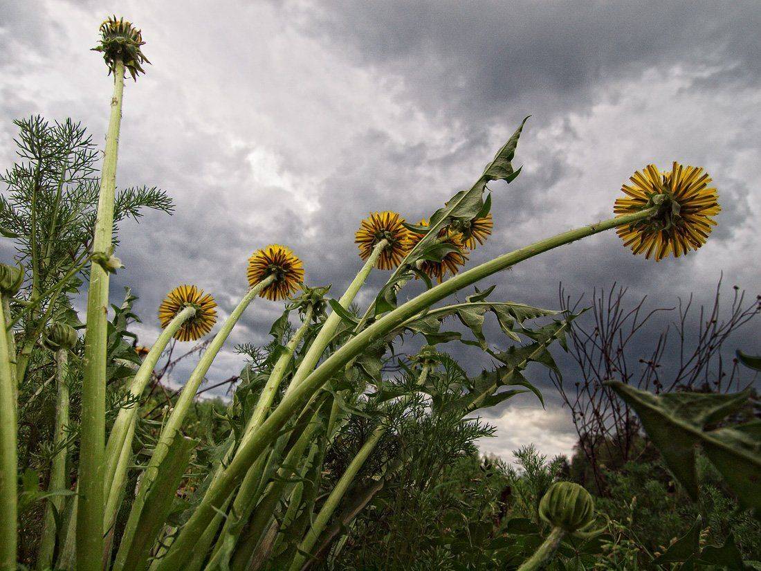 одуванчики, небо, Владимир Перепечаев