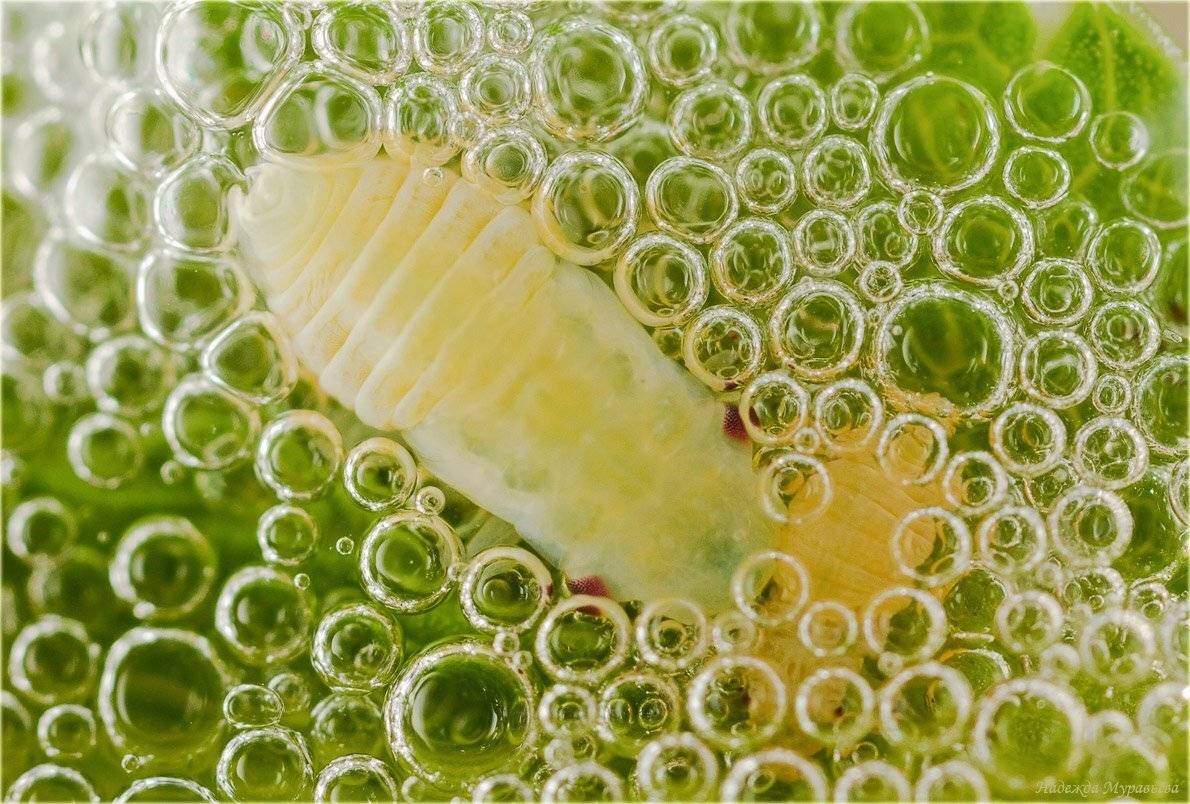 пенница, aphrophoridae, Надежда Муравьёва