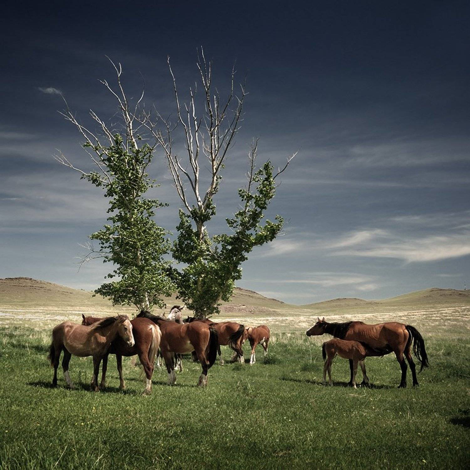 березы, большой, быстрый, голубой, горы, группа, дерево, желтый, живой, животные, зеленый, кони, красивые, лошади, мертвое, пасуться, пейзаж, природа, размер, синий, степь, сухое, табун, хакасия, холмы, Дмитрий Антипов