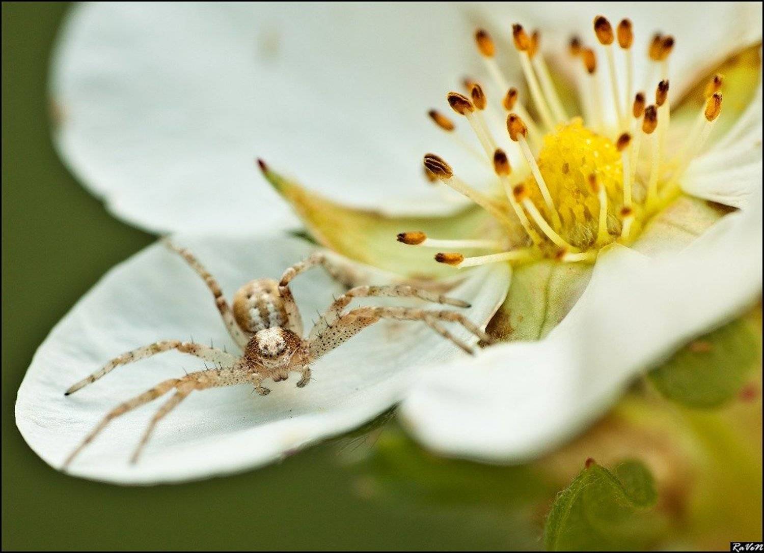 макро, природа, паук, Антон Милюганов