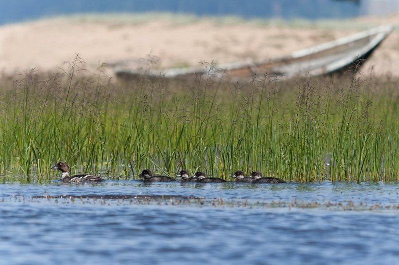 утята, утка, максимиха, байкал, бурятия  фото превью