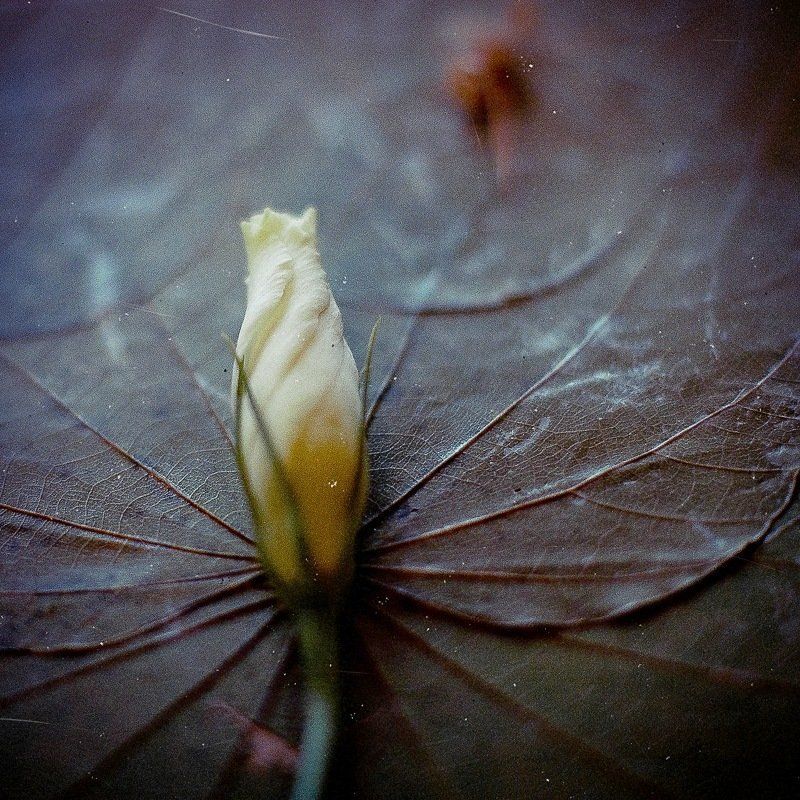 h, e, r, b, a, r, i, u, m  фото превью