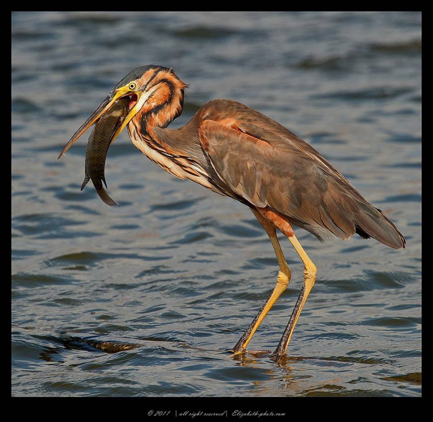 рыжая цапля, purple heron,  цапля, heron,  птицы израиля, Elizabeth Etkind