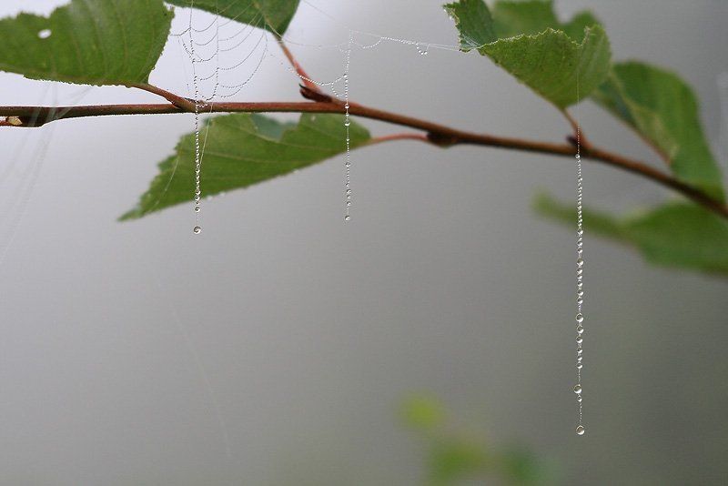 паутина, капли Тонкая работа фото превью