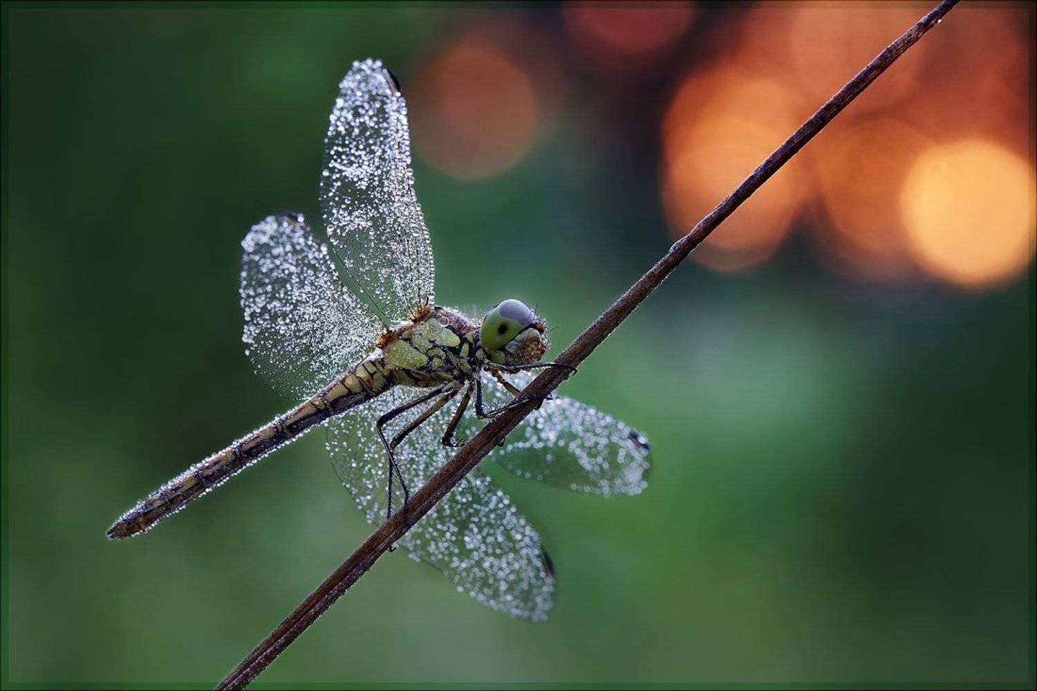 , Виктор Кулицкий
