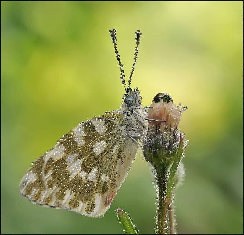 , Андрей Осокин