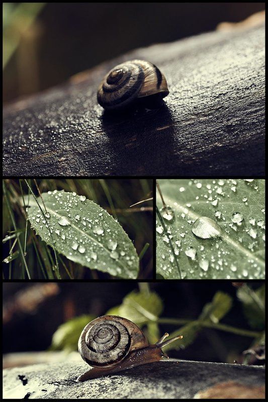 snail, macro, tokina  фото превью