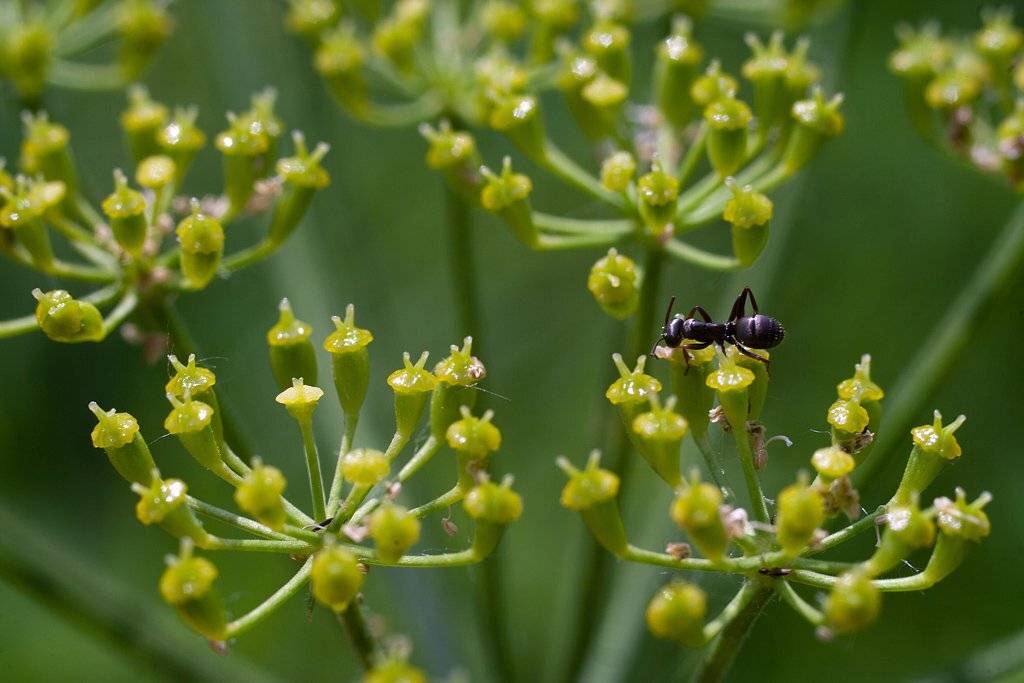 макро, Клековкин Александр