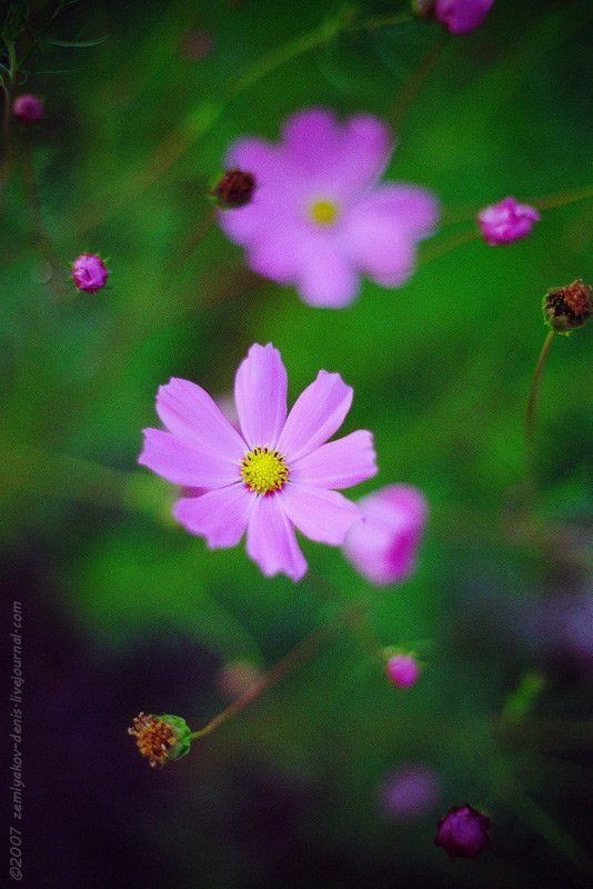 ...из детства фото превью