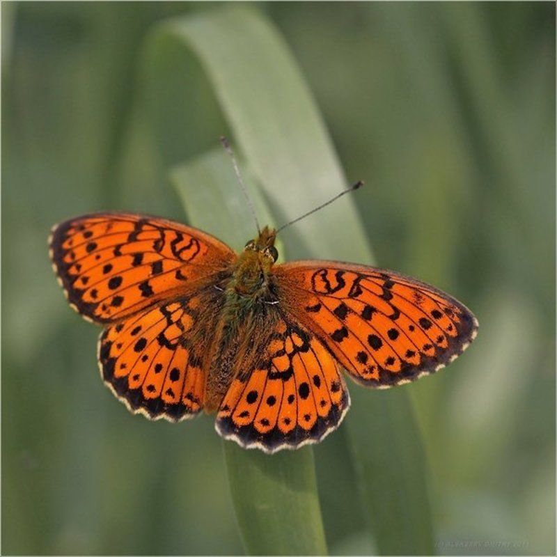 , природа, бабочка  фото превью