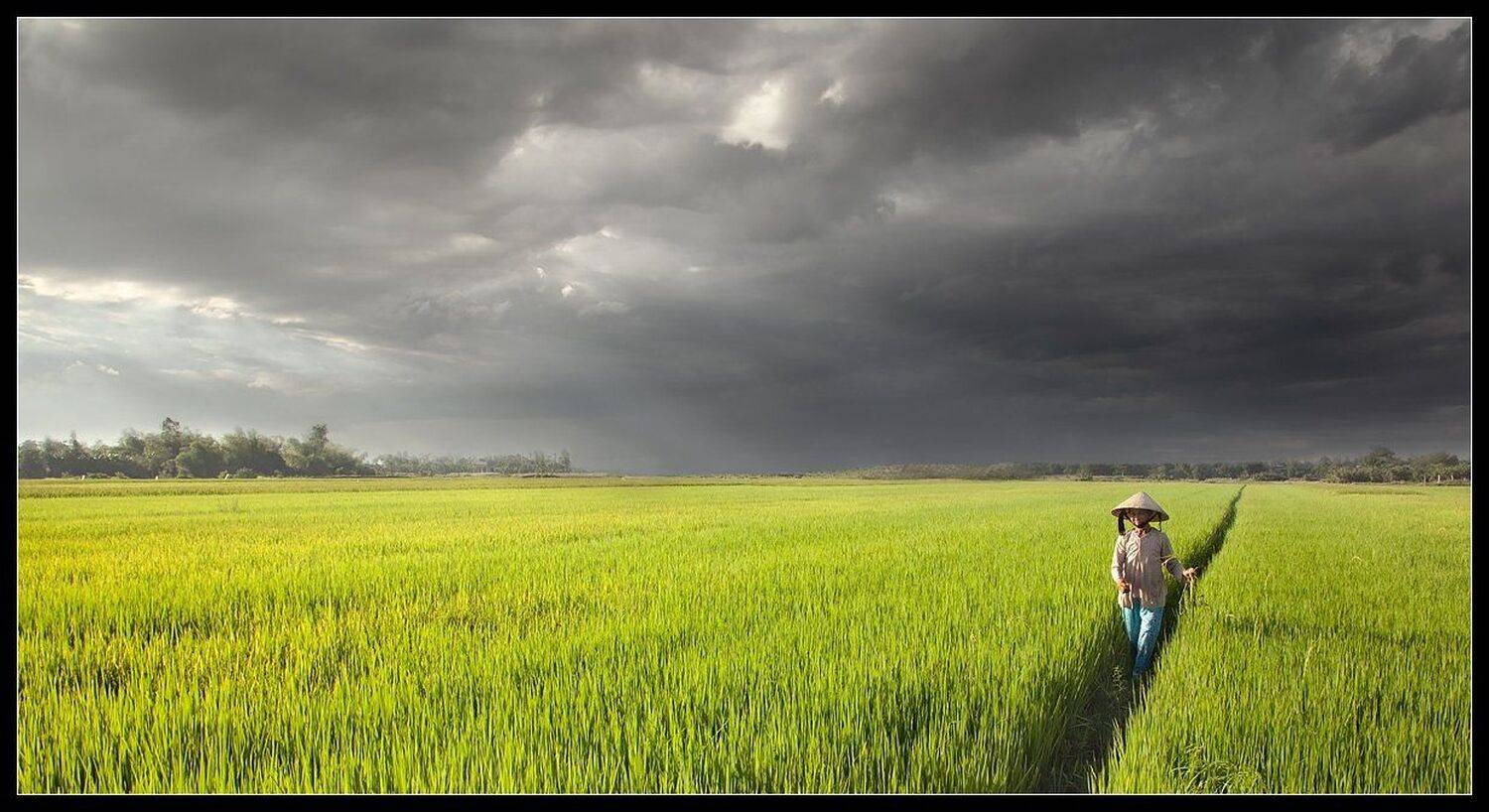 вьетнам, хой, ань, рис, поле, вьетнамка, Виктория Роготнева