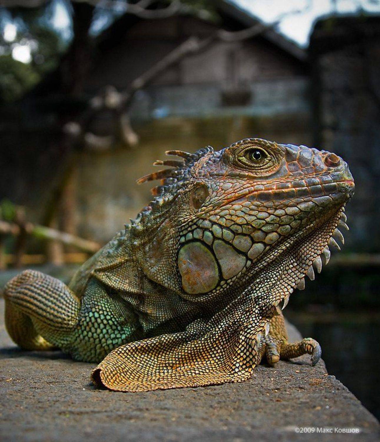игуана, Макс Ковшов