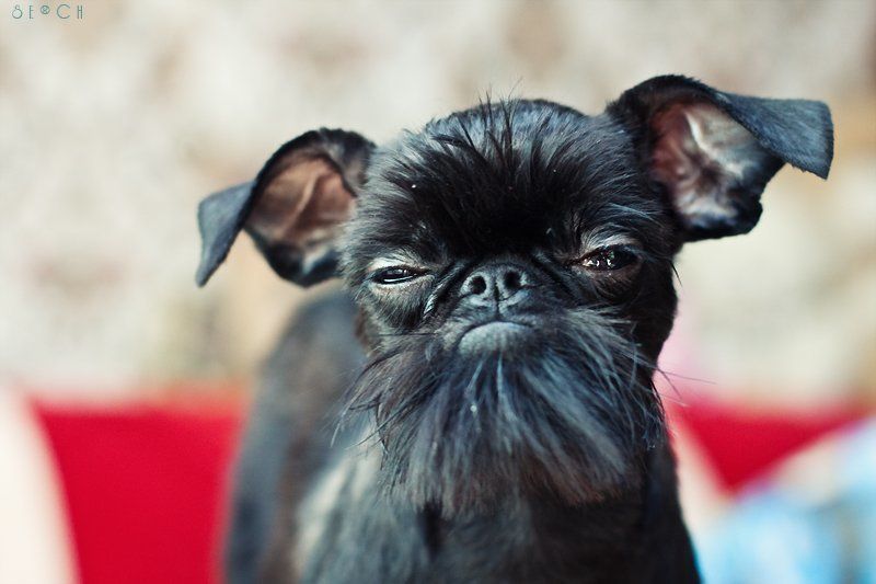 гриффон, собака  фото превью