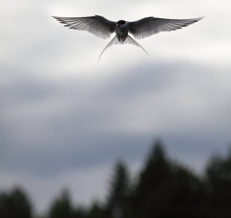 карелия, крачка, крылья, Михаил Псарёв