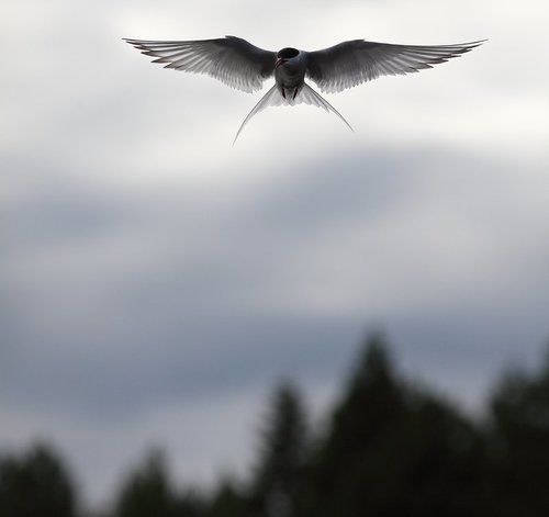 Полярная крачка