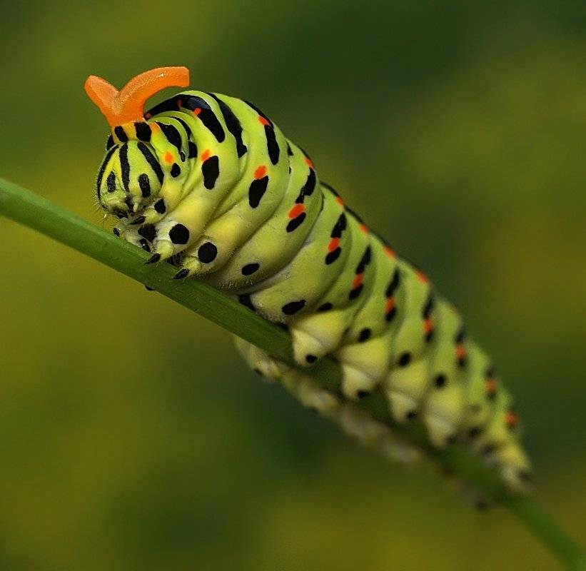 макро, корона, защита, гусеница, трава, природа, лето, Ирина Фурашова