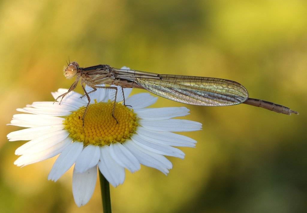 стрекоза, закат, Сергей Таланов