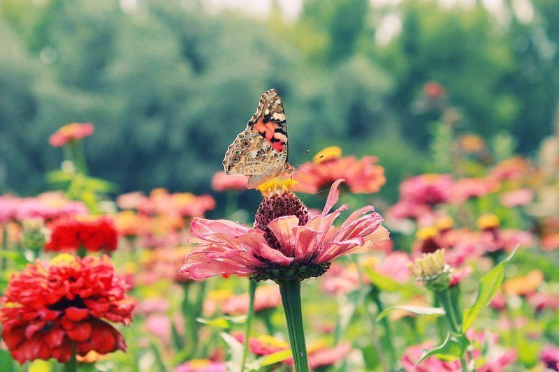 фото превью