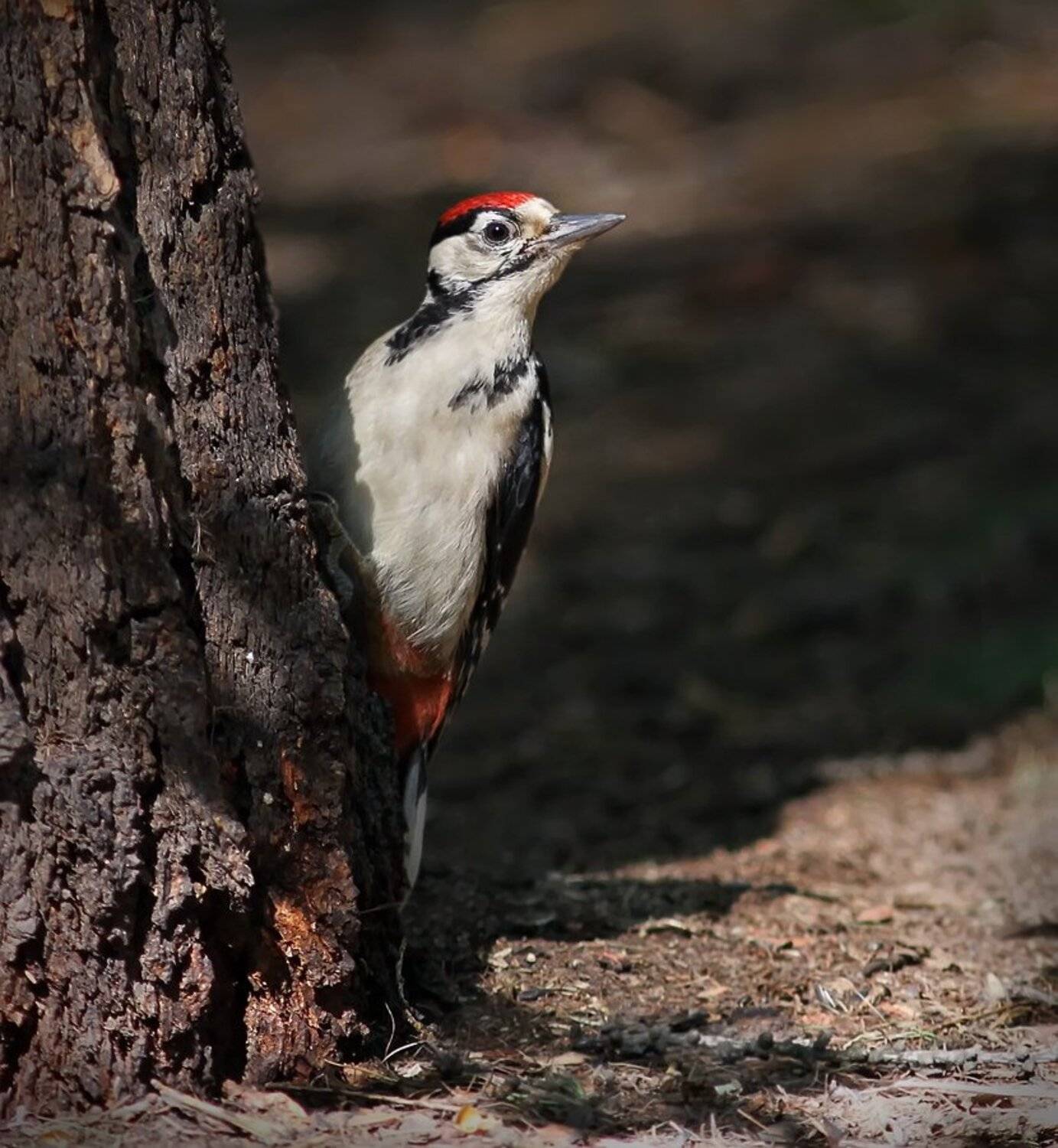 дятел, птицы, животные, Зоя Лаптева