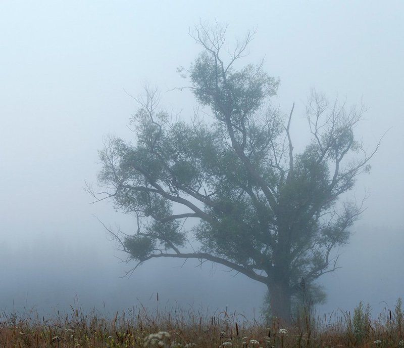 ива, туман Старая Ива фото превью